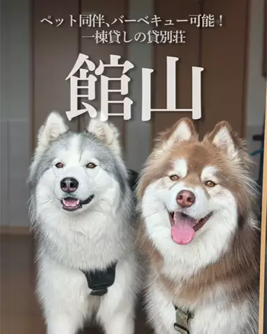 シベリアンハスキーのアポロとコスモのTikTok投稿