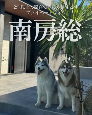 シベリアンハスキーのアポロとコスモのTikTok投稿