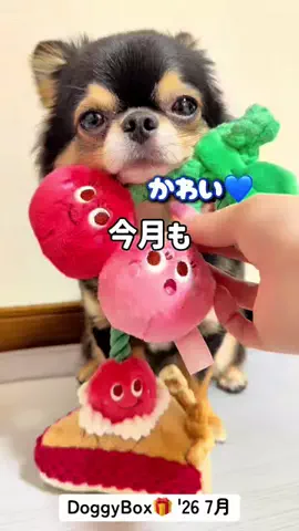 チワワのこまちゃんのTikTok投稿