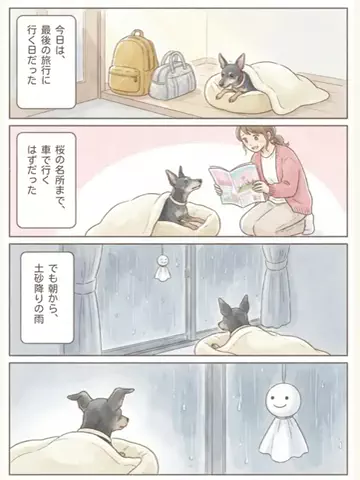 都内のチワワのTikTok投稿