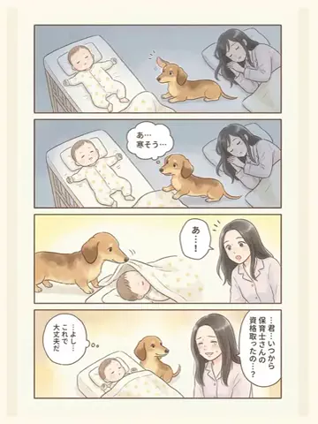 都内のチワワのTikTok投稿