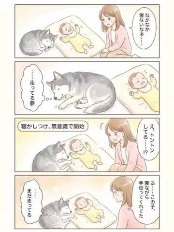都内のチワワのTikTok投稿