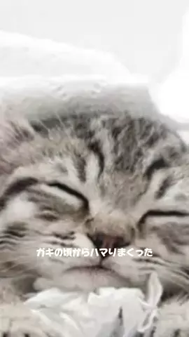🌸KAYO🌸のTikTok PR投稿：#2023recap #あけおめcapcut #CapCut #pr#おすすめ#千利休 