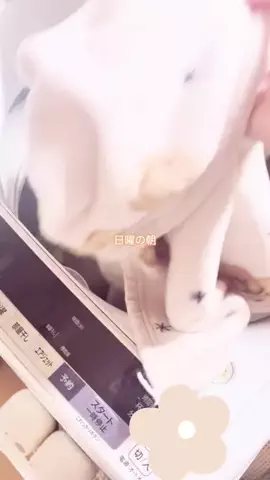 ぴののTikTok投稿