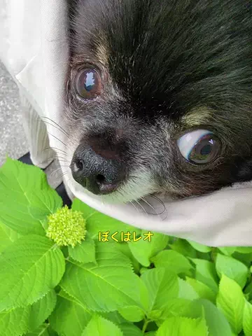 ぼくはレオの弟ココ🐶のTikTok投稿