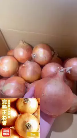 とうか🍑今日のお供のTikTok投稿