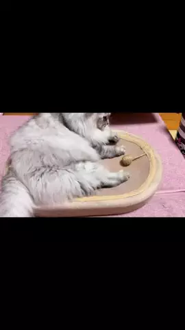 とうか🍑今日のお供のTikTok投稿