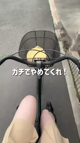 れな🕊️のTikTok投稿