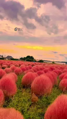 ハイスイ🐬🌱のTikTok投稿