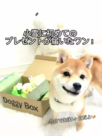 豆柴小雪の暮らしのTikTok投稿
