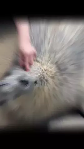 おじさんのTikTok投稿