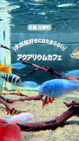 とことこ【大阪発】おでかけスポットのTikTok投稿