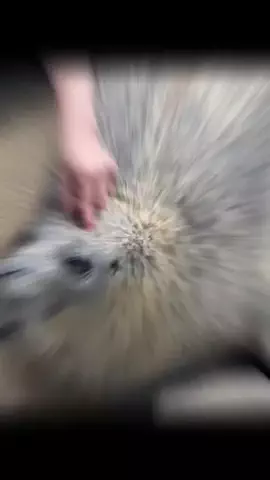 おじさんのTikTok投稿