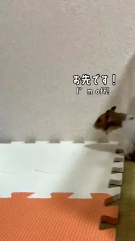 一周目人間だったハムスター🐹Former Human🌏のTikTok投稿