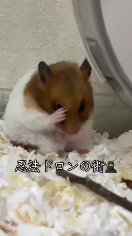 一周目人間だったハムスター🐹Former Human🌏のTikTok投稿