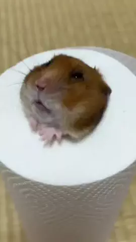一周目人間だったハムスター🐹Former Human🌏のTikTok投稿
