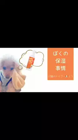 18歳のトイプー🐶くうのTikTok投稿