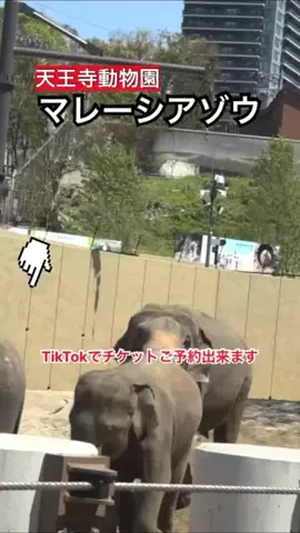 WINGのTikTok投稿