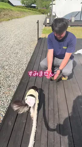 ちまき ｜アイドルチワワのTikTok投稿