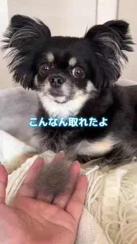ちまき ｜アイドルチワワのTikTok投稿