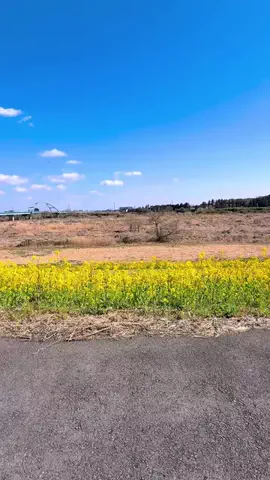 とちひめ🍓のTikTok投稿