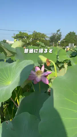 RKPhoto_9/ｱｰﾙｹｰﾌｫﾄﾅｲﾝ📷のTikTok投稿