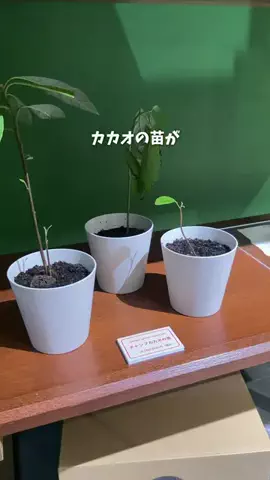 ゆみ | 東京発のお出かけ情報まとめのTikTok投稿