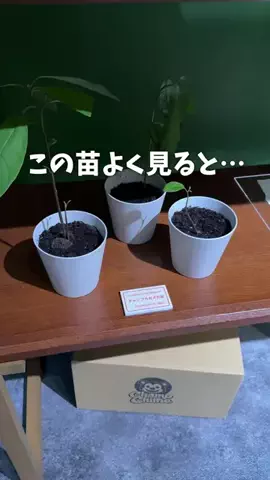 ラヒ | 週末お出かけナビのTikTok投稿