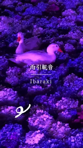 とん（旅動画）のTikTok投稿