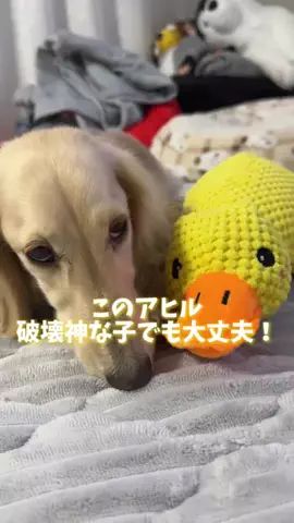 989🐶🐶のTikTok投稿