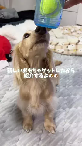 989🐶🐶のTikTok投稿