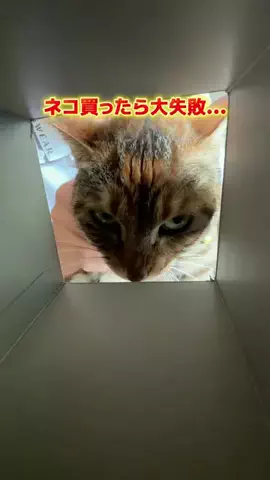 えび｜ズボラでも整うマイペースな暮らしのTikTok投稿