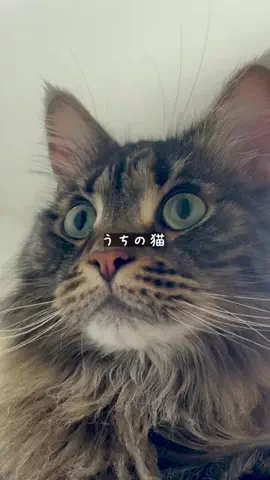 あい｜主婦の正直レビューと裏ワザのTikTok投稿