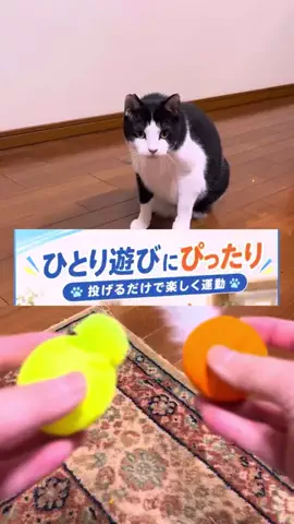 キラリンwithハチワレ猫🐈🐈のTikTok投稿