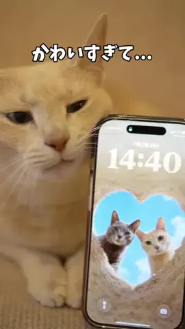 もちもちブラザーズのTikTok投稿