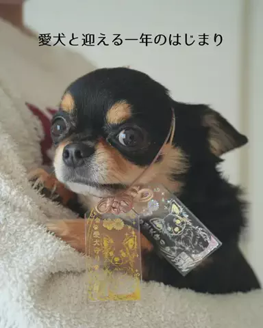 チワワとトカゲの日常のTikTok投稿