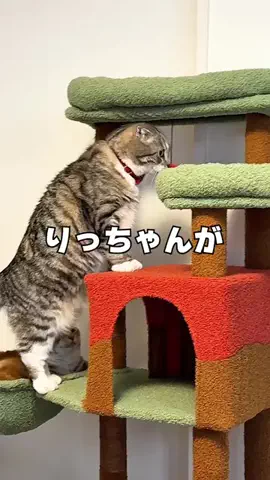 ねこぞー@猫のお役立ち情報のTikTok投稿