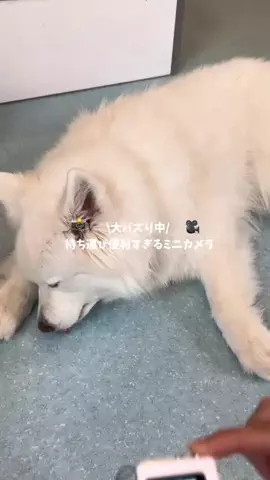 なみちゃん旅のTikTok投稿