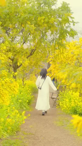🇯🇵YukiのTikTok投稿