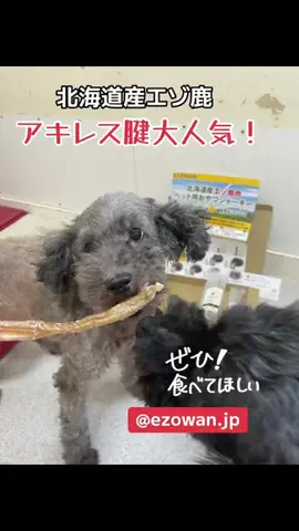 いぬのじかん to kimono着楽のTikTok投稿