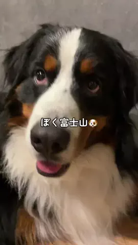 富士山🐶🗻バーニーズマウンテンドッグ - FujisanのTikTok投稿