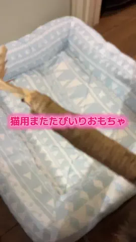 麻衣ママのTikTok投稿