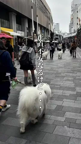 神戸グルメまひろのTikTok投稿