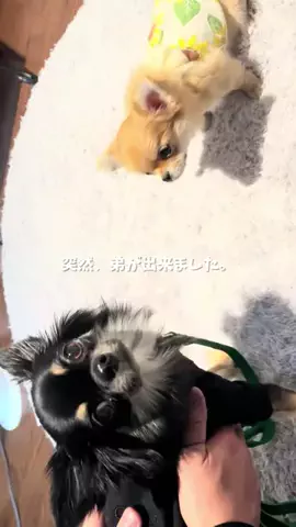ぜんさく兄弟のTikTok投稿