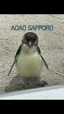 しもじぇ〜のTikTok投稿