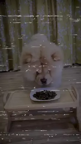 チャウチャウ犬  こまめのTikTok投稿