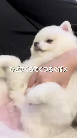 ポメラニアンのミル🍼のTikTok投稿