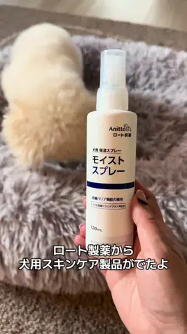 トイプードルLEOのTikTok投稿