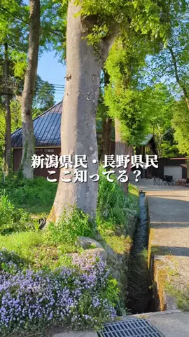 新潟グルメ/NIIGTA SELECTのTikTok投稿
