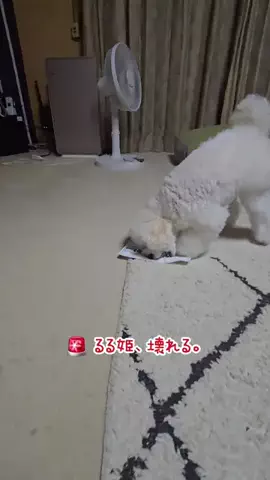 るるちゃんねるのTikTok投稿